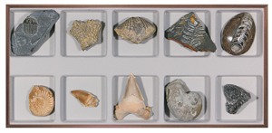 화석표본(10종)